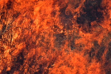 Obraz premium 秋吉台 山焼き 山口