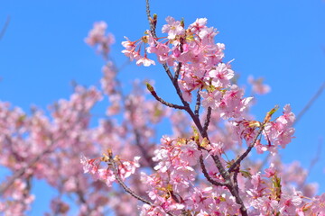 山口　萩　親水公園　河津桜　親水公園河津桜　春