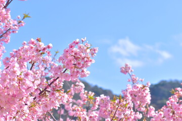 山口　萩　親水公園　河津桜　親水公園河津桜　春