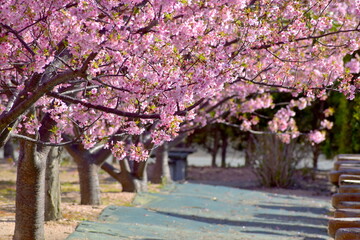 山口　萩　親水公園　河津桜　親水公園河津桜　春