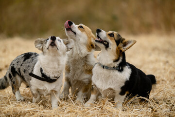Breeding Pembroke Welsh Corgi dogs. Walking with your pet corgi in the fall.