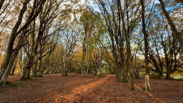 Beautiful autumn beech forest at the last light of the day 