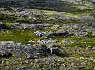 Landscape of green polar rocky tundra. Northern nature of Teriberka