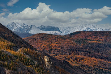Russia. The South of Western Siberia, the Altai Mountains. Lonely autumn larches in the desert rocky steppe along the Chui tract near the village of Kurai.