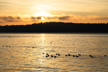 Flock of Canada geese seen in silhouette swimming in the St. Lawrence River during a fall golden hour sunrise, Quebec City, Quebec, Canada