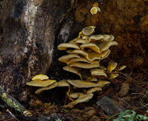 Grappe de champignons accrochés à un tronc d'arbre, étalés en étages superposés