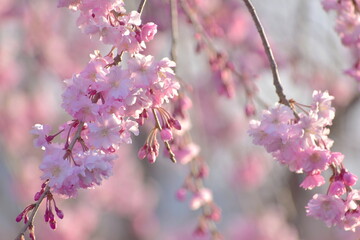 島根　三刀屋川河川敷　桜