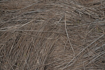Stack of dried rice sheaves, displaying a warm brown hue, symbolizing the harvest season and the bounty of golden ripened grains