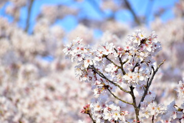 島根　三刀屋川河川敷　桜