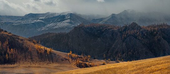 Russia. The South of Western Siberia, the Altai Mountains. Lonely autumn larches in the desert...