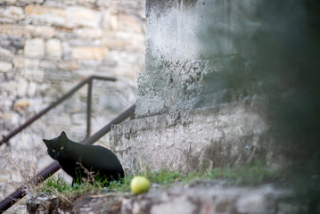 Perched on ancient village stairs, a cat embodies regal serenity, a feline guardian of history's...
