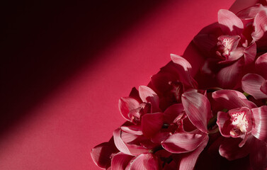pink orchid on pink background,place for text,background
