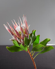 Protea or African flower on a neutral background
