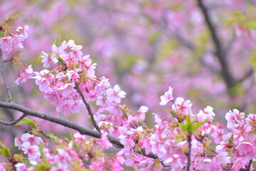 島根　大根島　大塚山公園　河津桜