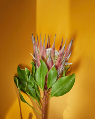 Protea on a yellow background ,place for text, template