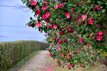 島根　大根島　大塚山公園　椿