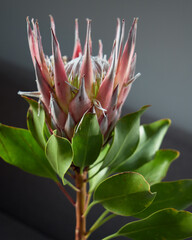 Protea, an African flower on a gray background.close-up