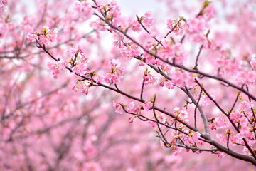 島根　大根島　河津桜　八束千本桜公園　春