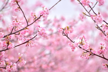 島根　大根島　河津桜　八束千本桜公園　春