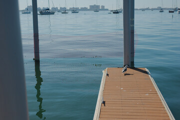 Laughing Gull at the end of a brown floating boat dock with pilings and calm water . Sunny day with bright light.

