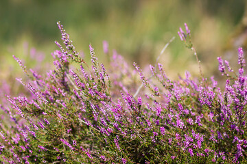 Blooming heather in National Park Maasduinen in the Netherlands