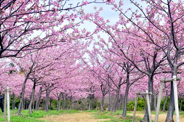 島根　大根島　河津桜　八束千本桜公園　春