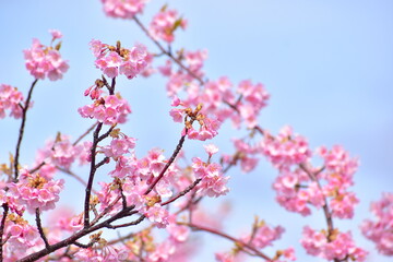 島根　大根島　河津桜　八束千本桜公園　春