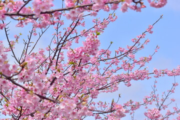 島根　大根島　河津桜　八束千本桜公園　春