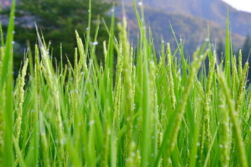稲穂イメージ