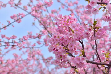 Obraz premium 島根 大根島 河津桜 八束千本桜公園 春