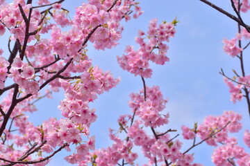 島根　大根島　河津桜　八束千本桜公園　春