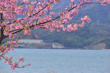 島根　大根島　河津桜　八束千本桜公園　春