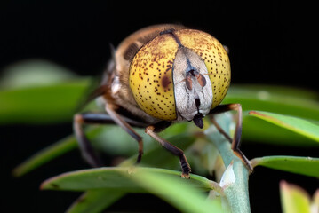 Close-up photo of a horsefly
