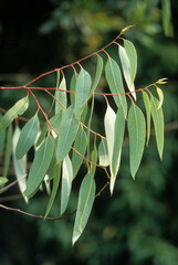 Eucalyptus spp. , Eucalyptus