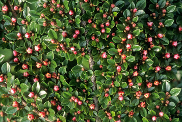 Obraz premium Cotoneaster horizontalis, Cotoneaster horizontal