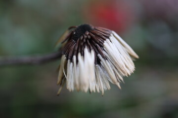 Leibnitzia anandria Lajbnicja Anandra gerbera zimująca © Perovskia