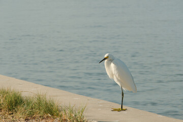 Medium close shot of a Snowy Egret sitting on the edge of seawall at Gulfport Municipal Marina and Clam Bayou Nature Park. Water in the background on a sunny day. At Gulfport, Florida.
