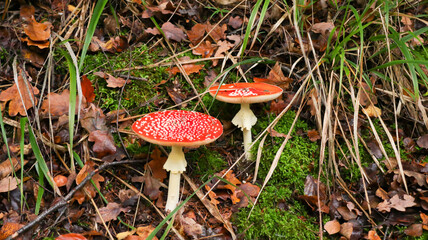 Fly Agaric, red mushroom in the forest 