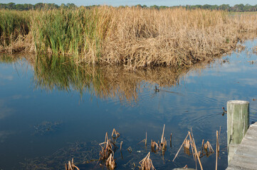 Lake Shore Park in St. Petersburg, FL on a sunny day looking west across brown sea oats marsh with blue water, blue sky , ducks and reflections. - Powered by Adobe