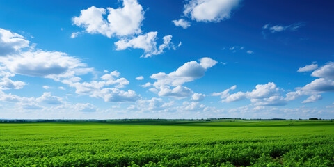 Green field basks in the sunlight, a vast expanse of vibrant life under the open sky