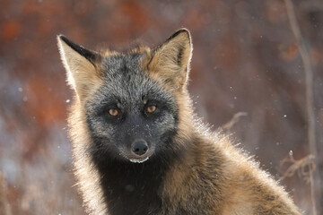Cross fox in the snow