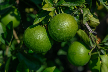 green oranges on tree branches in autumn in Cyprus 5