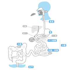 消化　吸収　経路　図　テキスト　イラスト