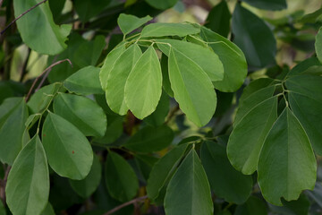 Fototapeta na wymiar Green dalbergia latifolia leaves, hardwood dalbergia latifolia tree