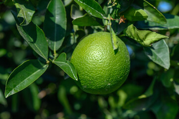 green oranges on tree branches in autumn in Cyprus 8