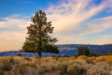 Lone pine tree stands amongst sagebrush in southern Oregon, USA