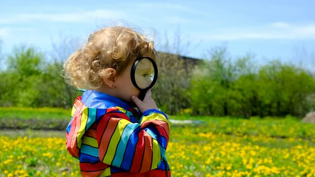 A child looks with a magnifying glass at dandelion flowers. Selective focus.