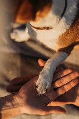 Jack russel terrier gives his paw