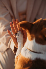 Jack russel terrier gives his paw © Олеся Сазонова