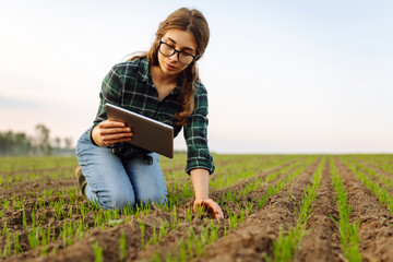 A woman agronomist examines new sprouted shoots in the field using a digital tablet. Woman farmer working with a modern tablet on a green field.
